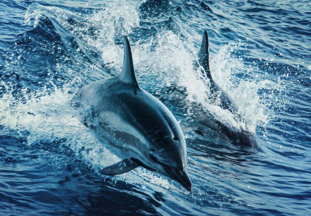 dolphin-tours2